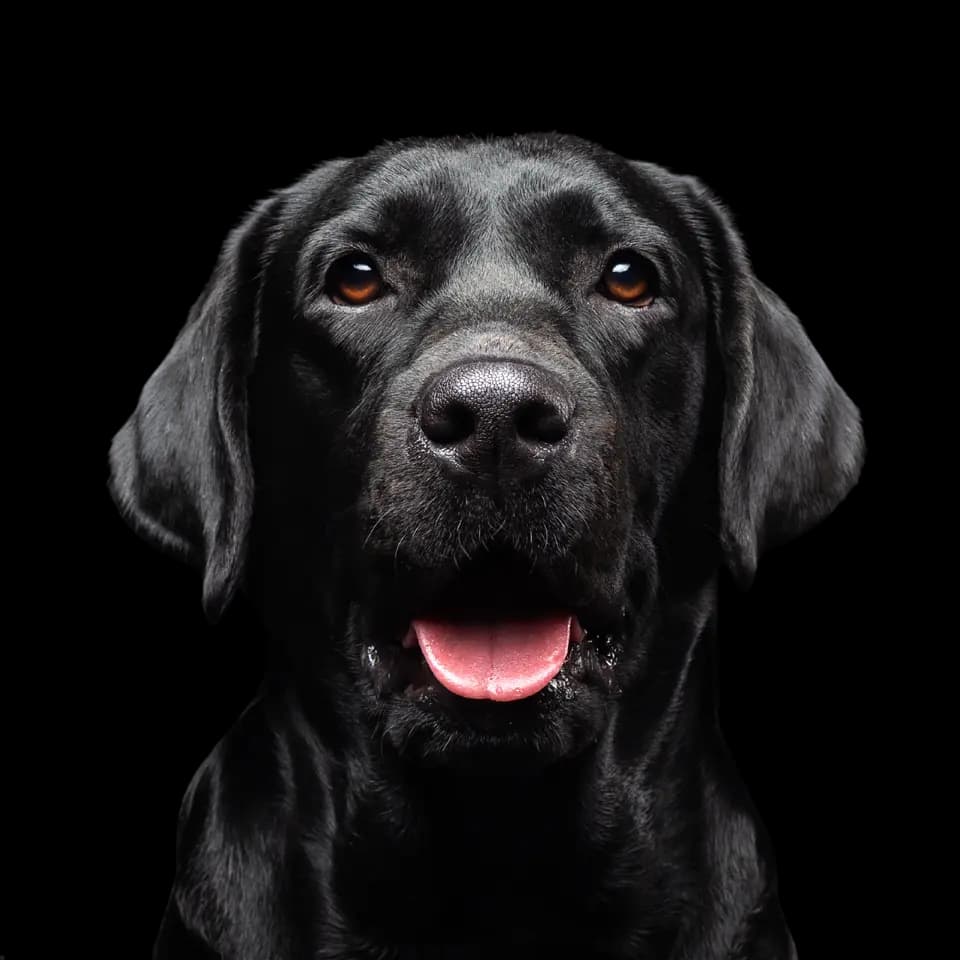 Happy dog at Cooper - Quality dog services
