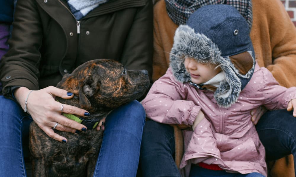 Perros potencialmente peligrosos: por qué la raza no define la agresividad