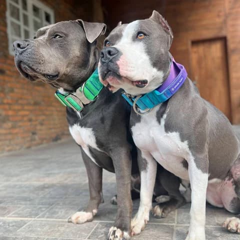 Cómo elegir una guardería para perros (sin equivocarte) 🏠🐕