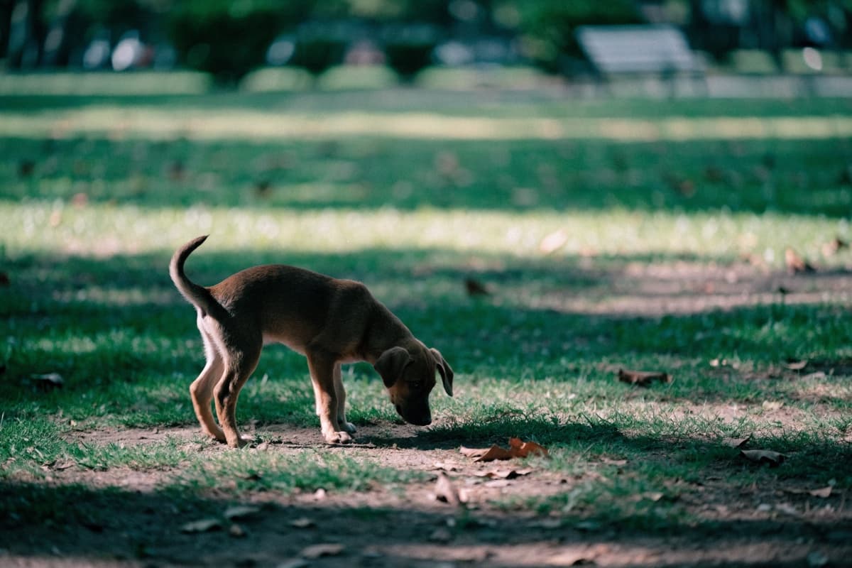 Cómo enseñarle a un cachorro a hacer sus necesidades afuera