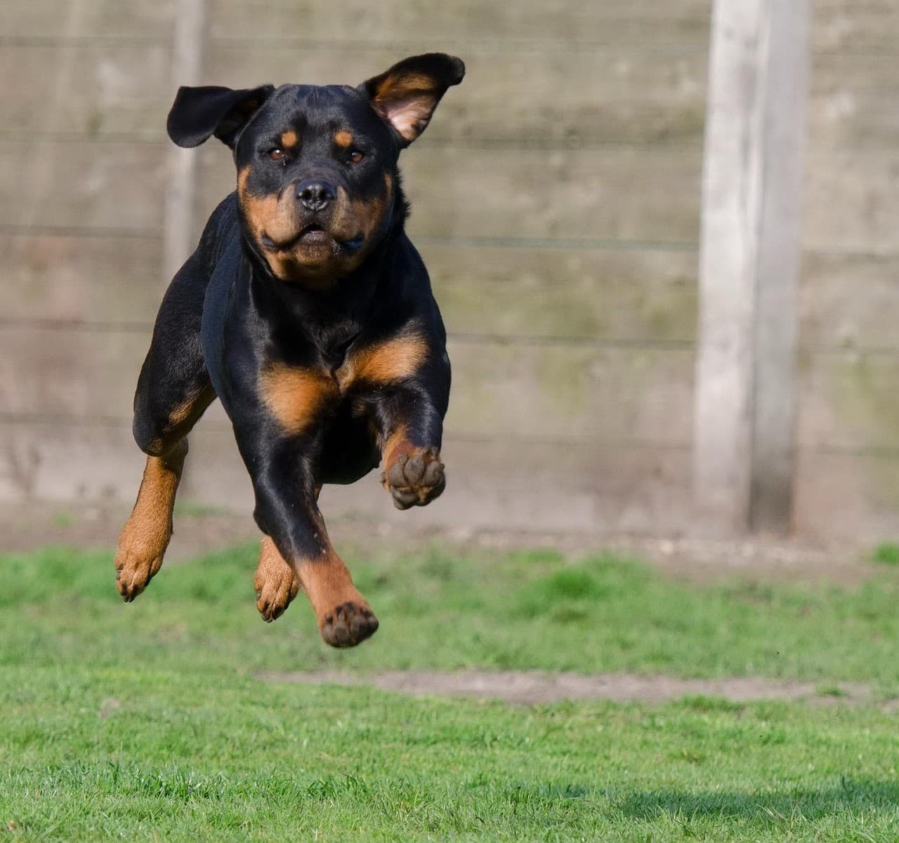Cómo pasear a tu perro en verano sin que sufra el calor ☀️🐕