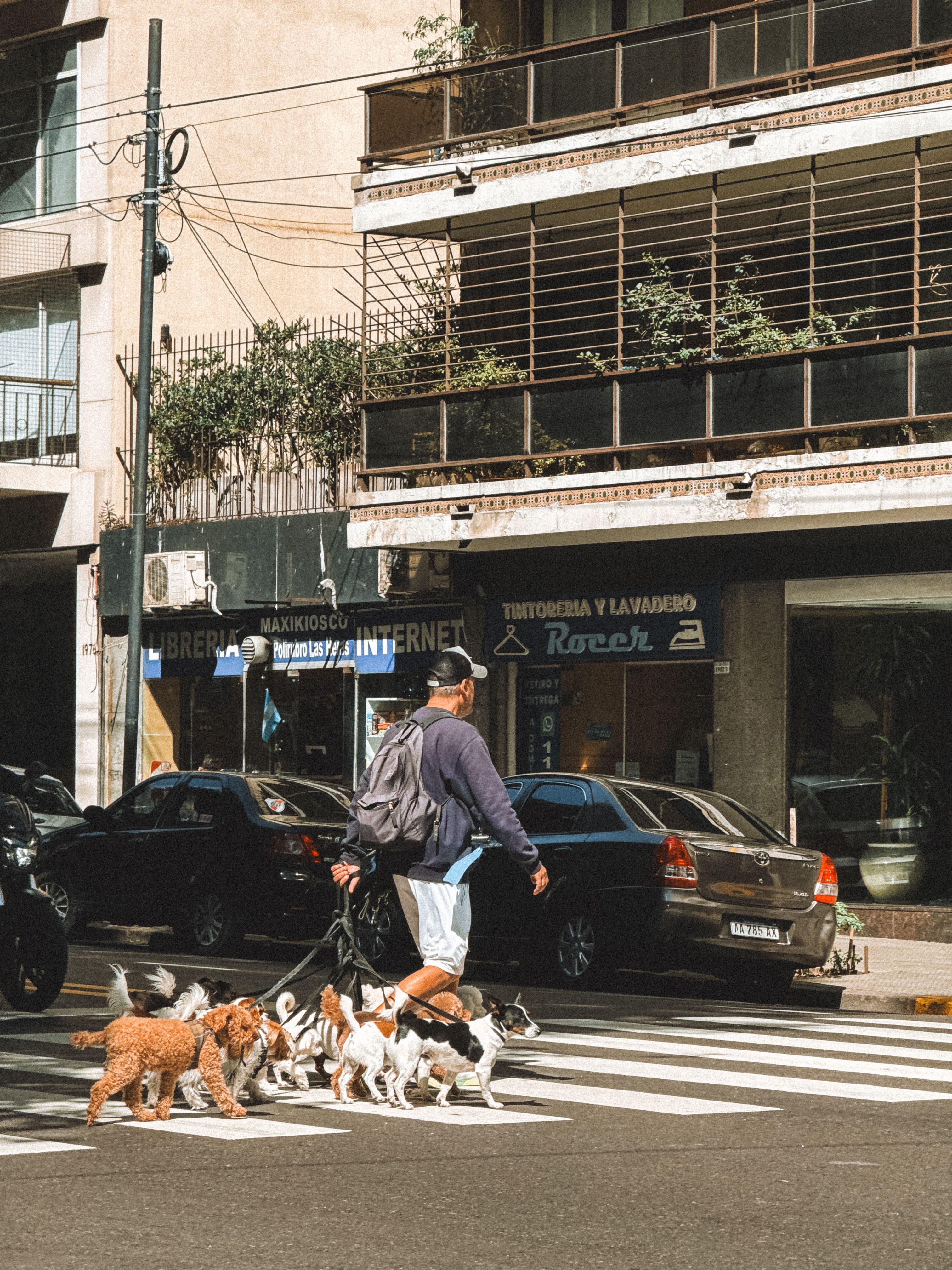 ¿Cuánto cuesta un paseador de perros en Argentina? Precios 2026 🐕
