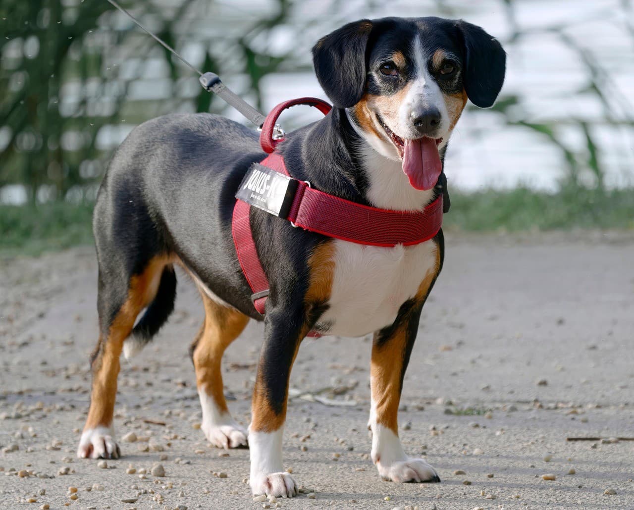 ¿Cuánto cuesta un paseador de perros en CABA? Precios 2026 🐕