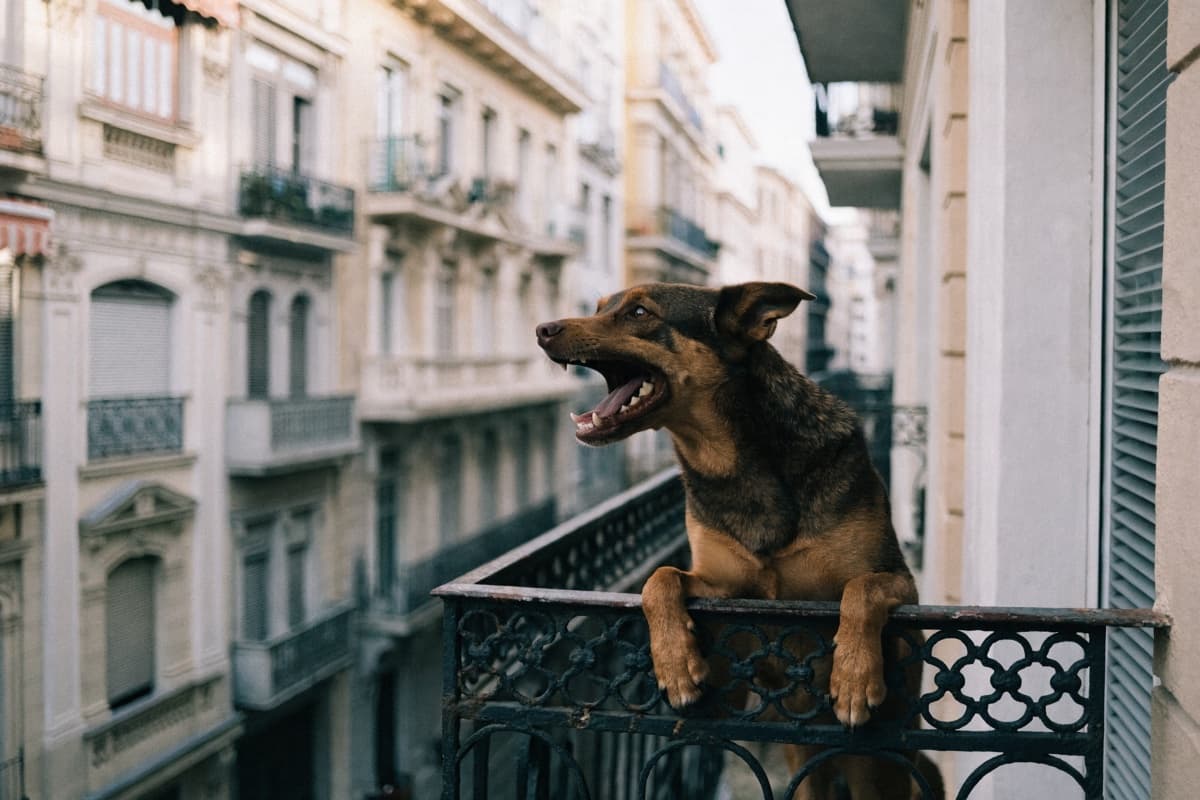 ¿Por qué mi perro ladra tanto y cómo lograr que pare?