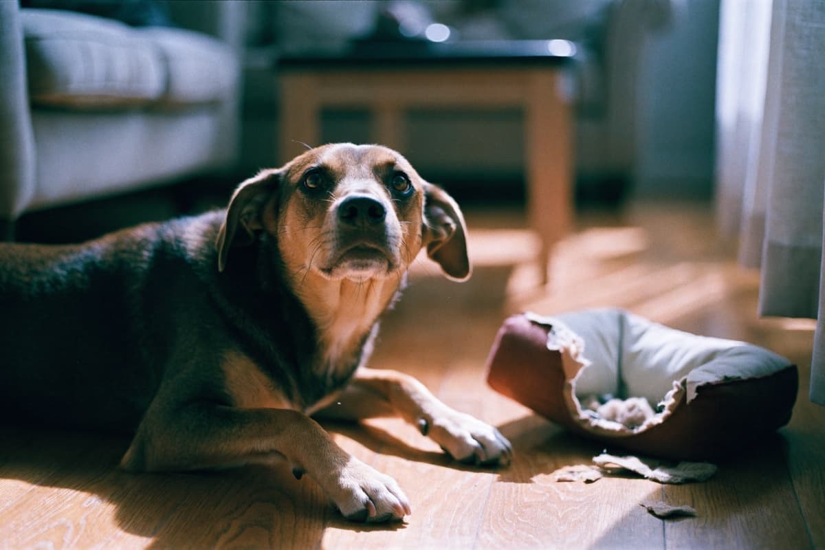 ¿Por qué mi perro rompe las cosas de la casa y cómo evitarlo?