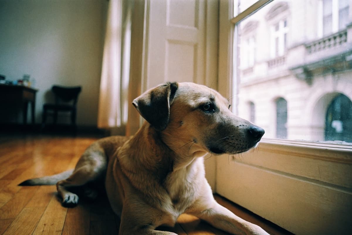 ¿Cuántas horas puede estar un perro solo en casa?