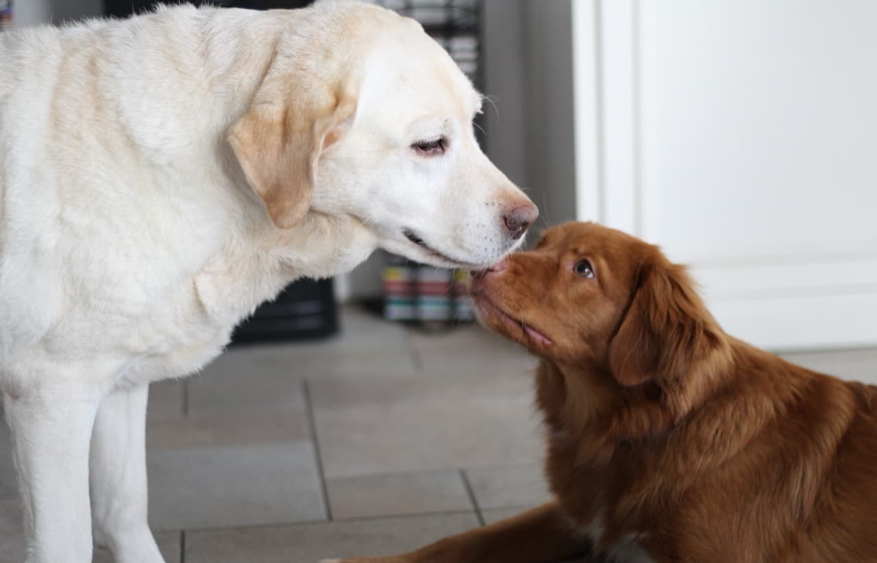 ¿Dónde dejar a tu perro cuando te vas de vacaciones? 🐕