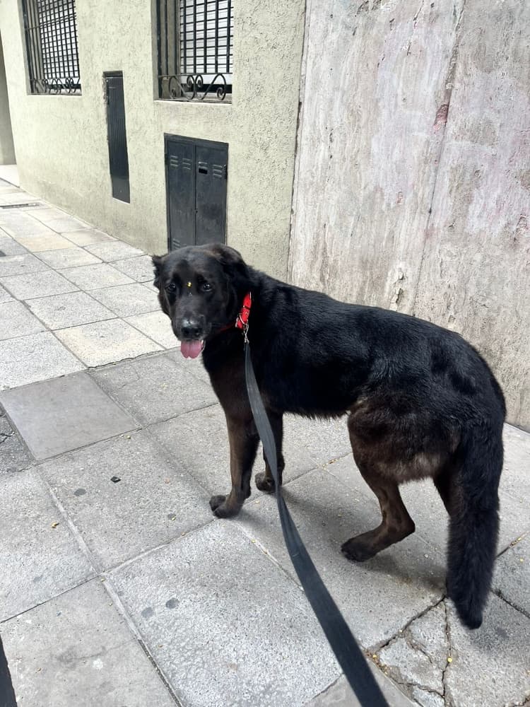 Foto de Otto