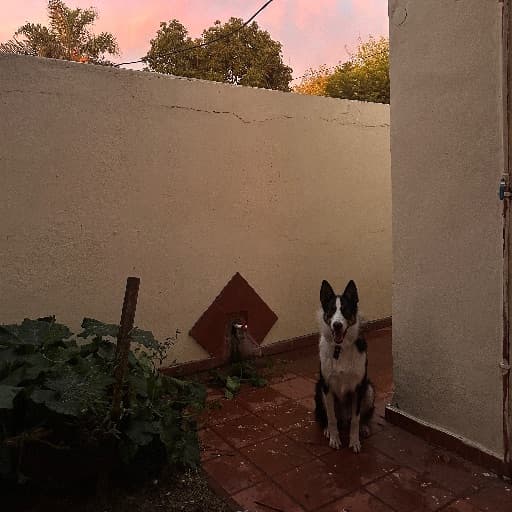 Foto de Tango