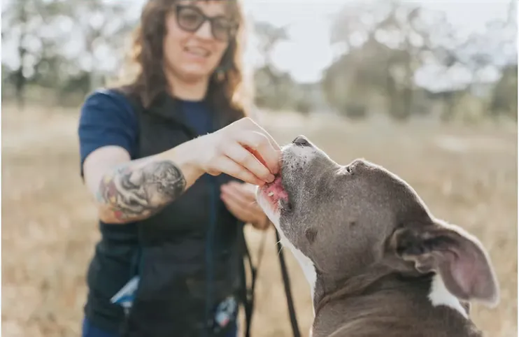 Perro seguro y equilibrado